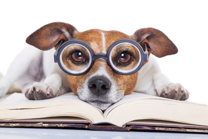 Hund mit Brille auf einem Buch